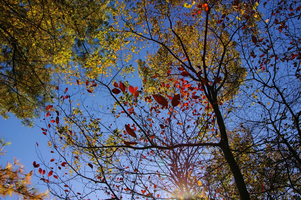 青空に浮かぶ紅葉２
