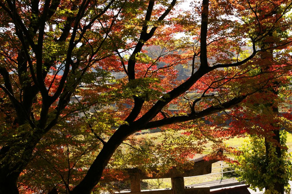 岩村武並神社の錦秋１