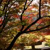 岩村武並神社の錦秋１