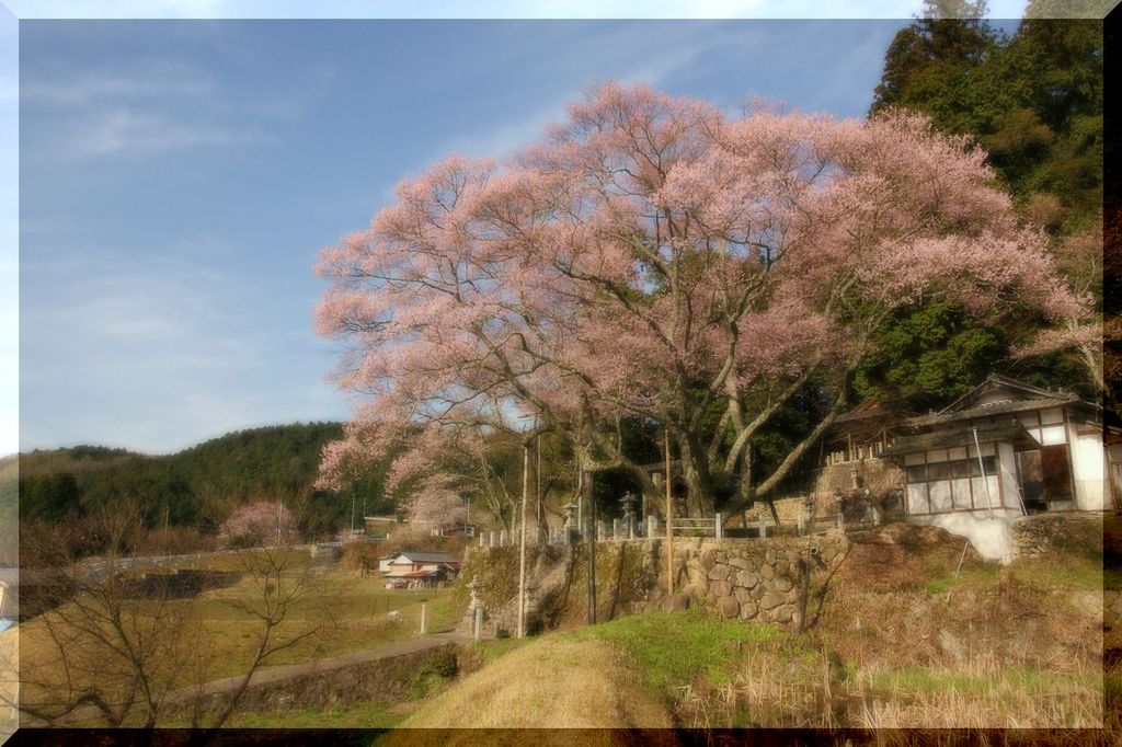 里の一本桜
