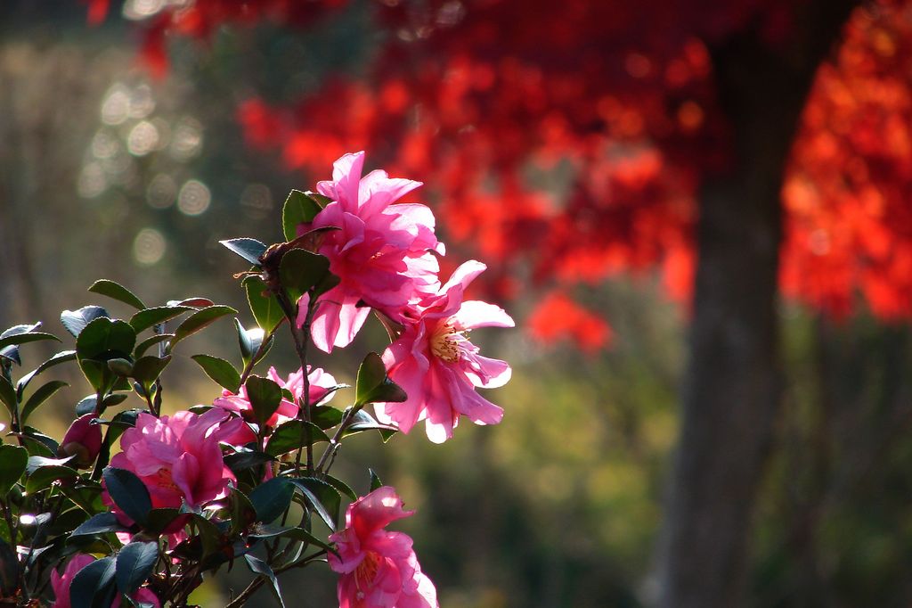 椿と紅葉