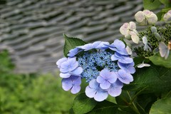 水辺の紫陽花