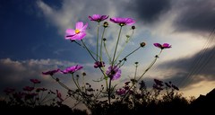 夕暮れの秋桜