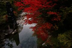 渓谷の紅葉