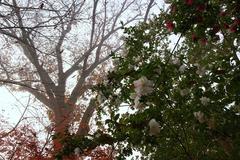 初冬の花
