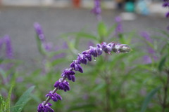 雨も滴る良いお花