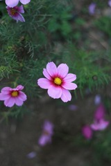 IMG_4105