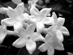 Little button Flower
