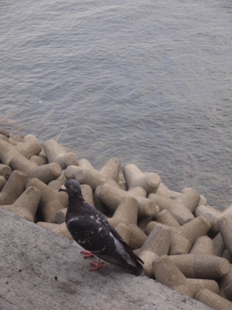 鳩