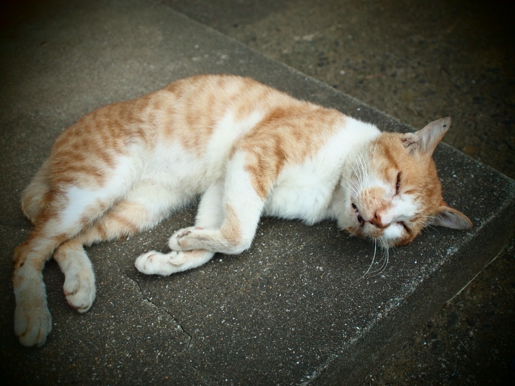 猫