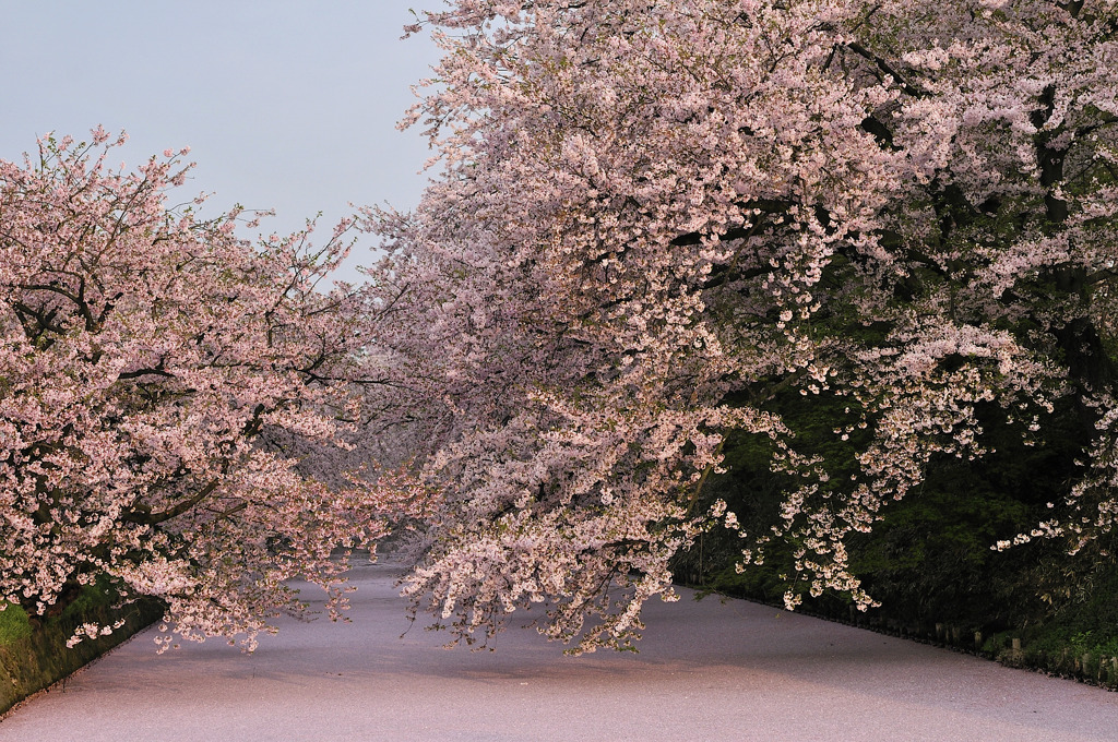 弘前城桜