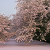 弘前城桜
