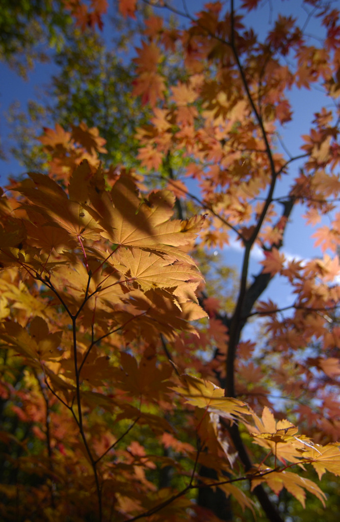ずっとまえの紅葉(;´ω`A ```