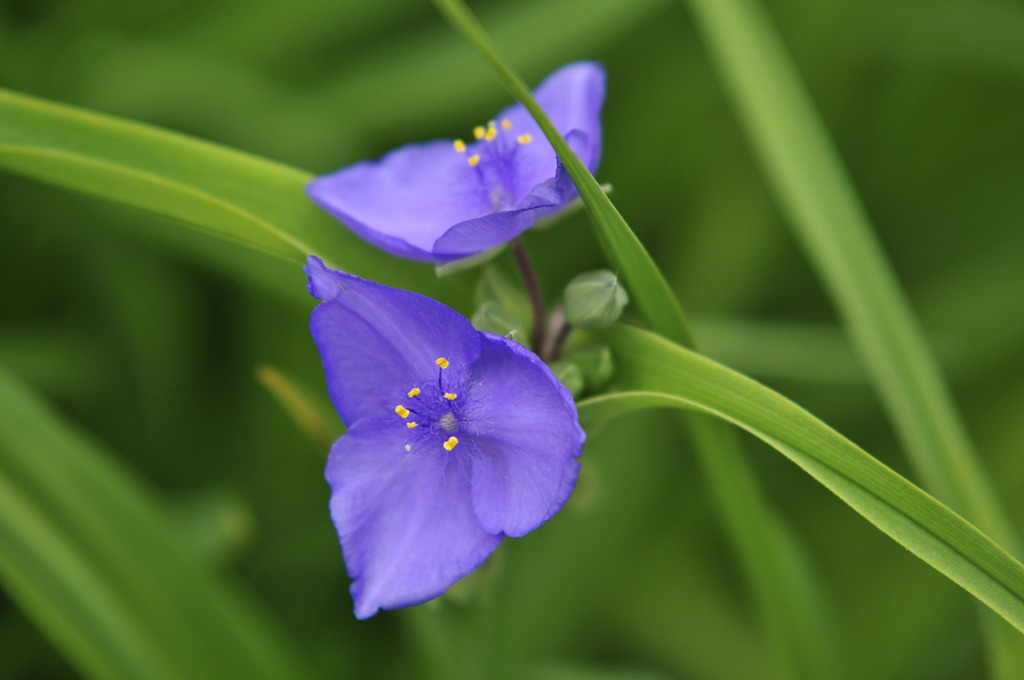 露草 インク花