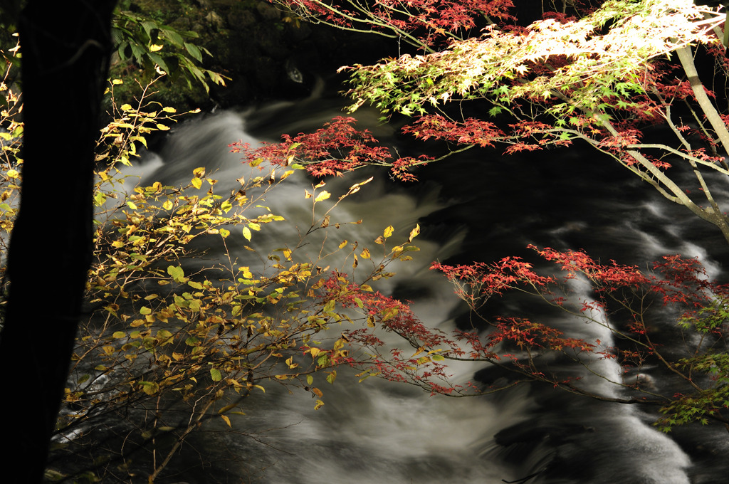 流れと紅葉