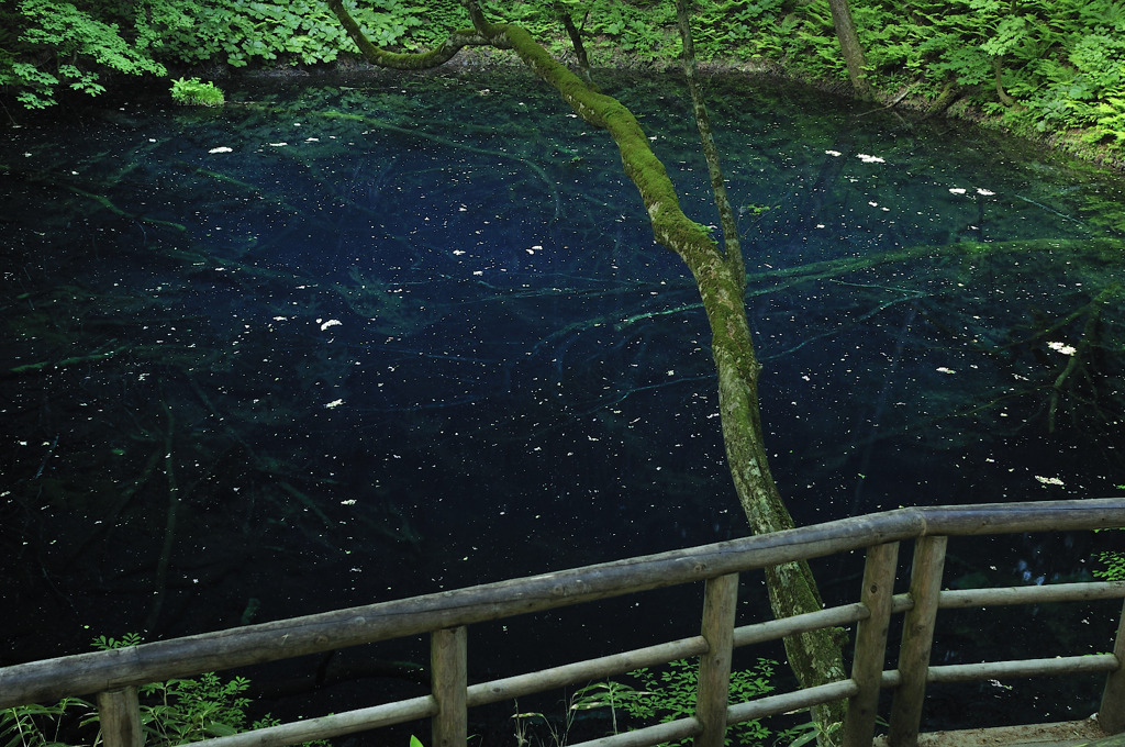 十二湖 新緑の青池