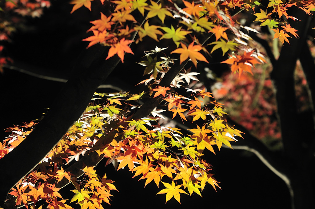 弘前城紅葉