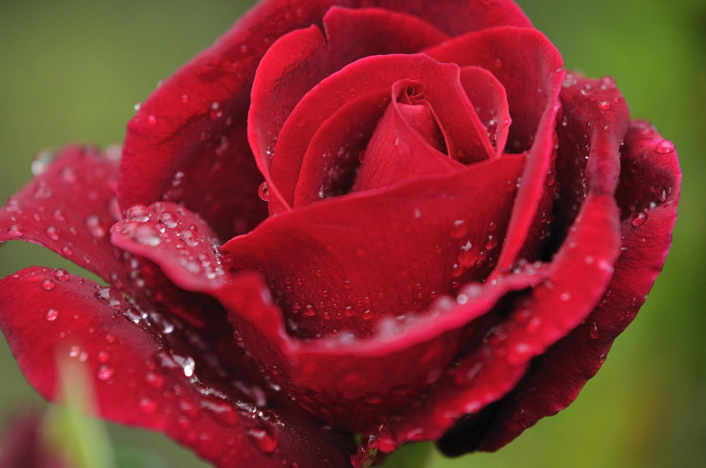 雨上がりの薔薇