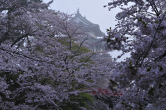 朝靄の弘前城天守閣 桜祭り遍