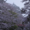 朝靄の弘前城天守閣 桜祭り遍