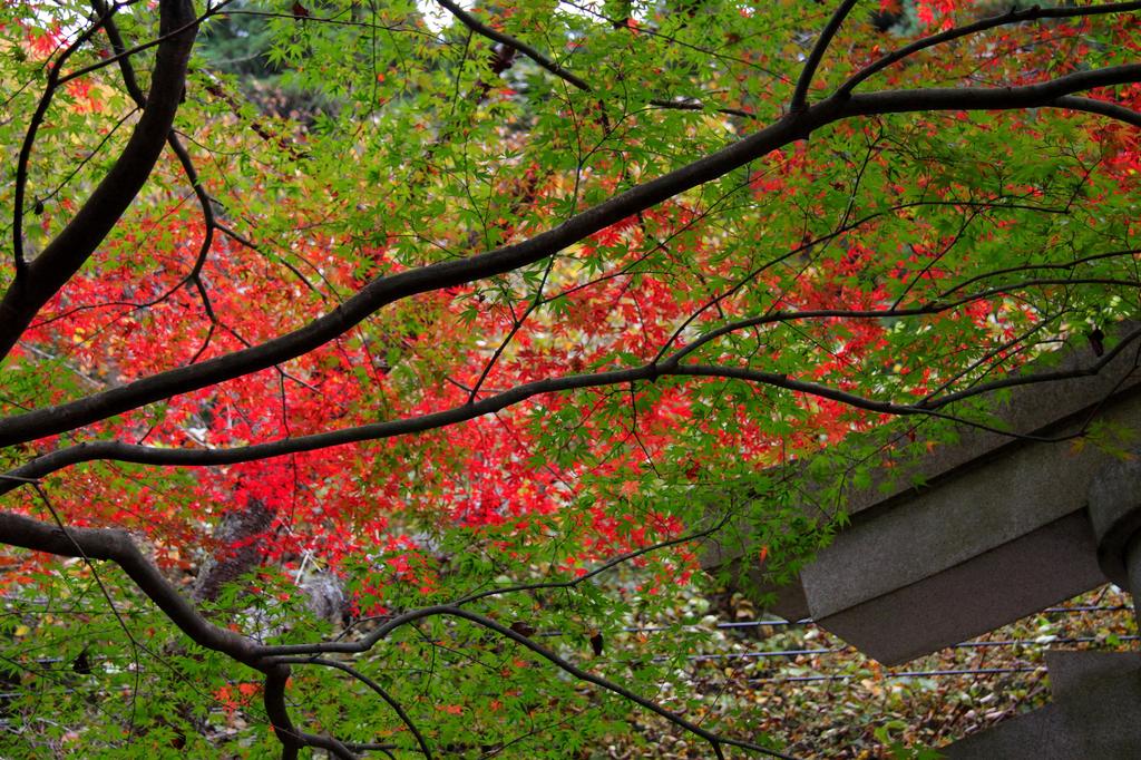 とあるダムの紅葉