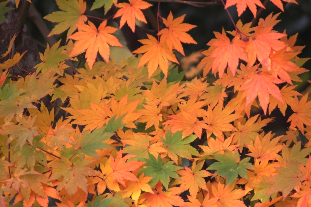 紅葉－Ｍｏｍｉｊｉ－