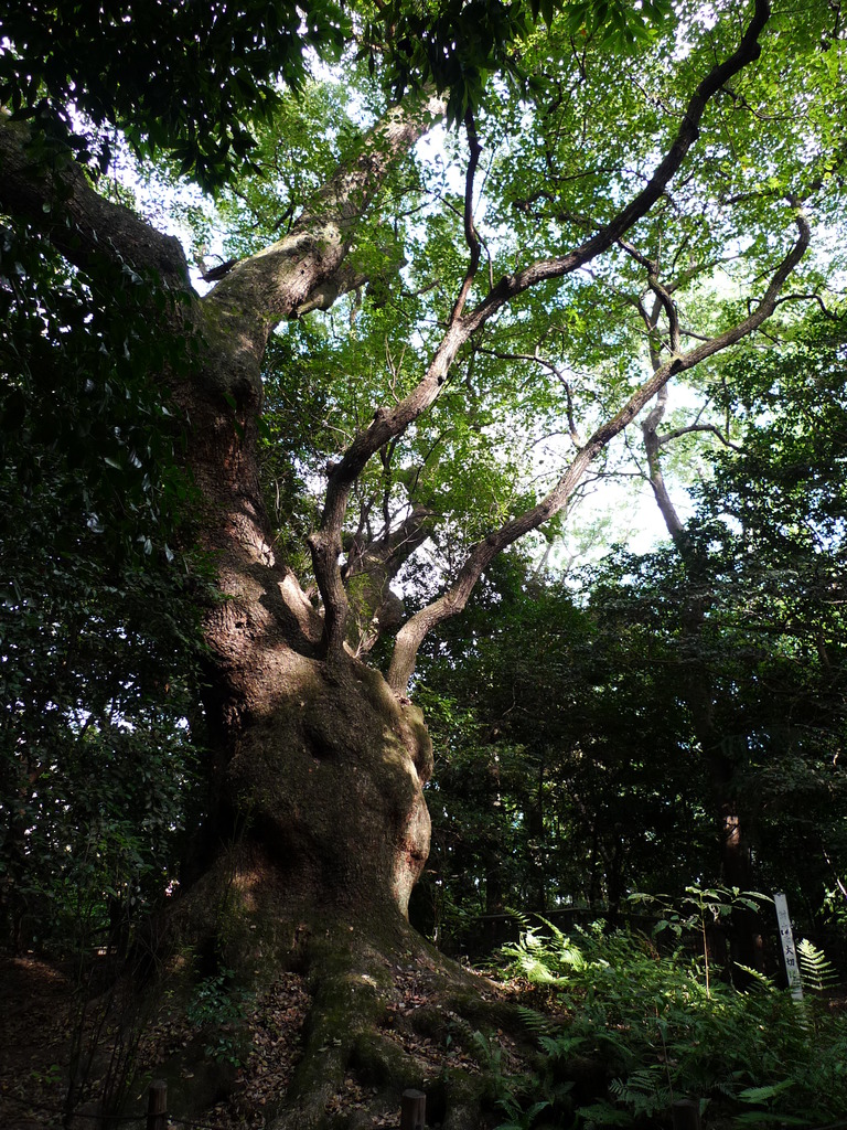 尾張の古代史を探る