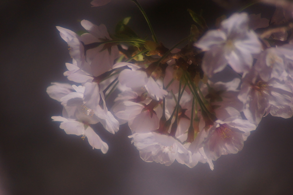 ほろ酔い桜