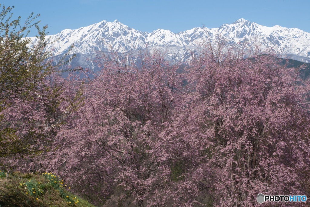 後立山連峰を彩る