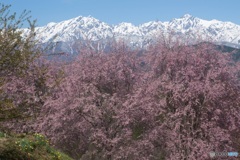 後立山連峰を彩る