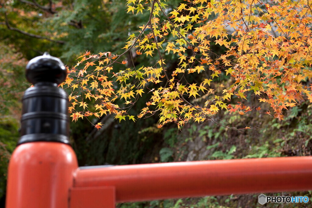 京の秋