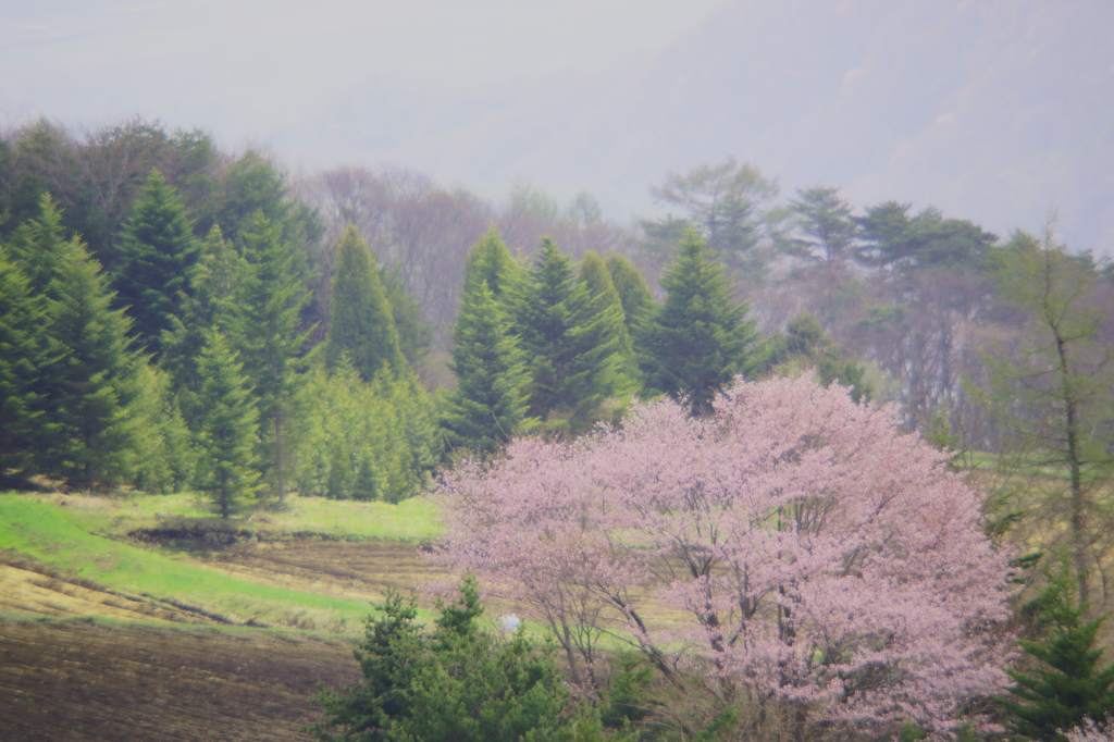 春のどか