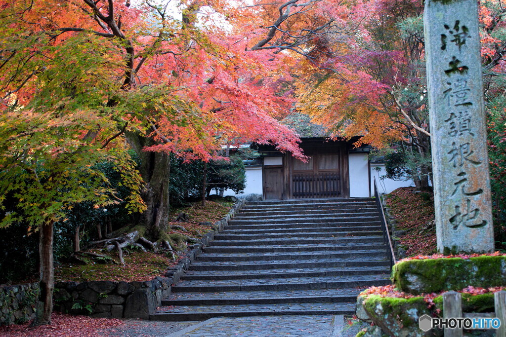 散り紅葉はいずこ