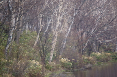 蓮池春霞