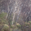 蓮池春霞