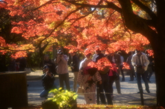 紅葉散歩番外編－鍛えた腕を見せましょう－