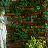 Ivy corner