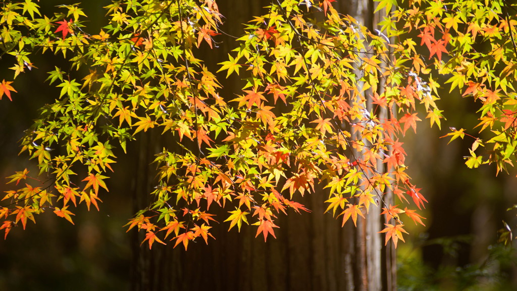 紅葉暖簾