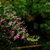 古都の社の萩の花