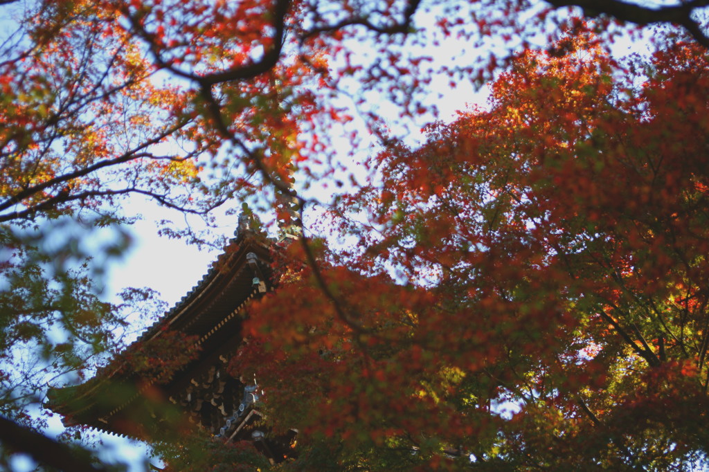 燃ゆる真如堂