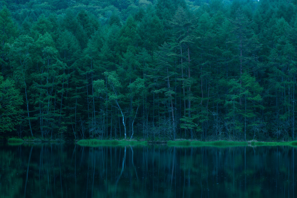 The echo of the forest