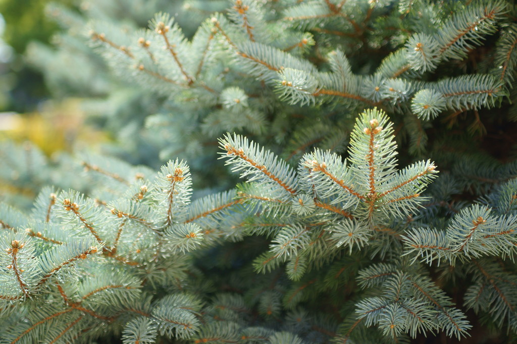 Shiny needles