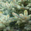 Shiny needles