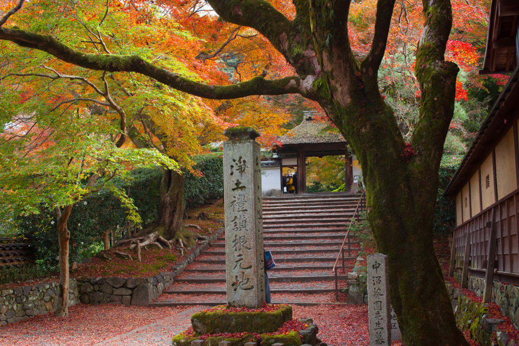 紅葉の下で、