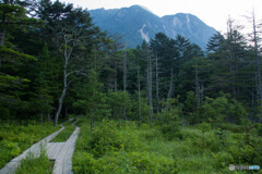 岳沢湿原を行く