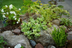 Rock Garden