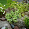 Rock Garden