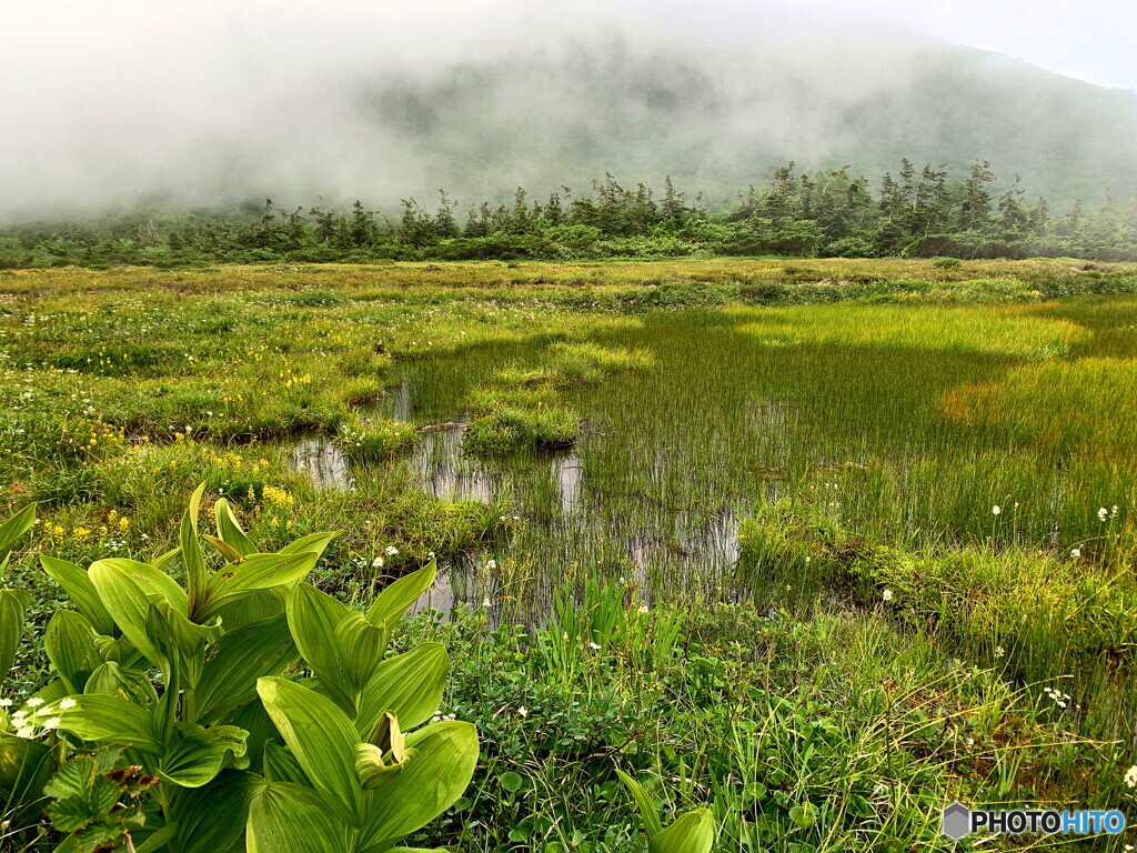 霧の天狗原湿原