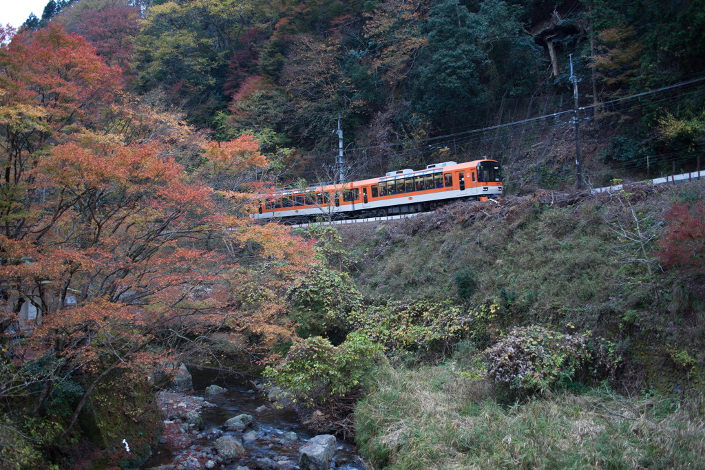 紅葉列車でGo!