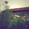 cosmos